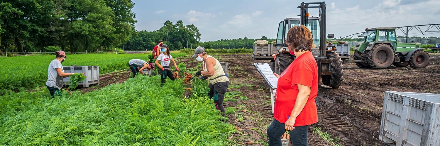 Métier Chef de cultures pleins champs