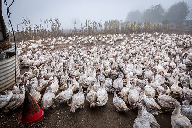 Témoignage agent d'élevage de canard