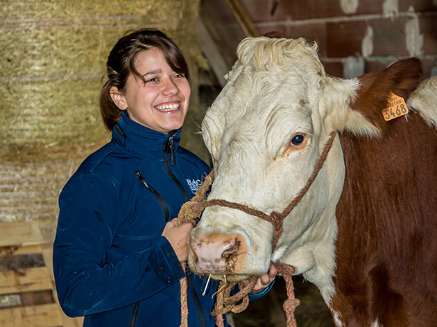 Témoignage agent d'élevage bovin