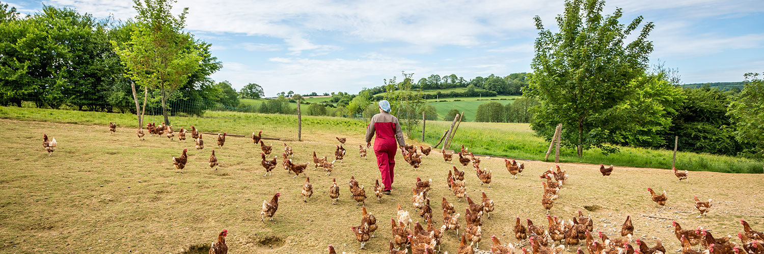 Aviculture