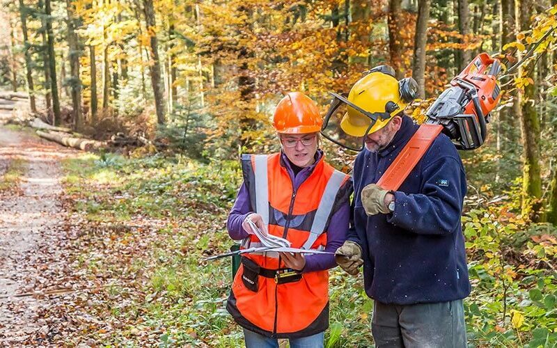 Ingénieur forestier ANEFA