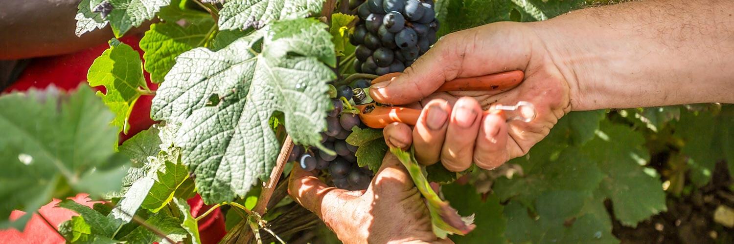 Métier Agent tractoriste en viticulture