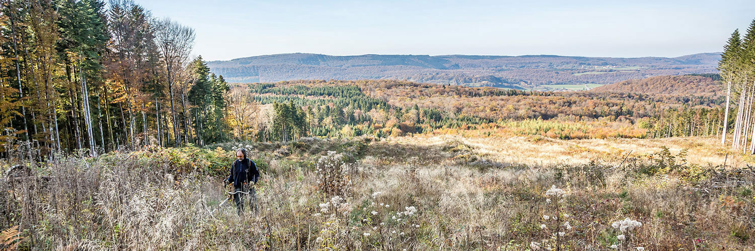 métier sylviculture forêt scierie