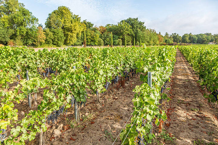 Métier viticulture