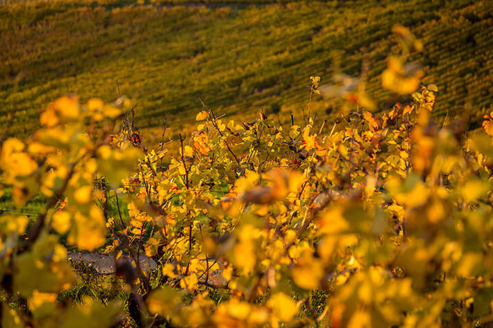 Métier viticulture