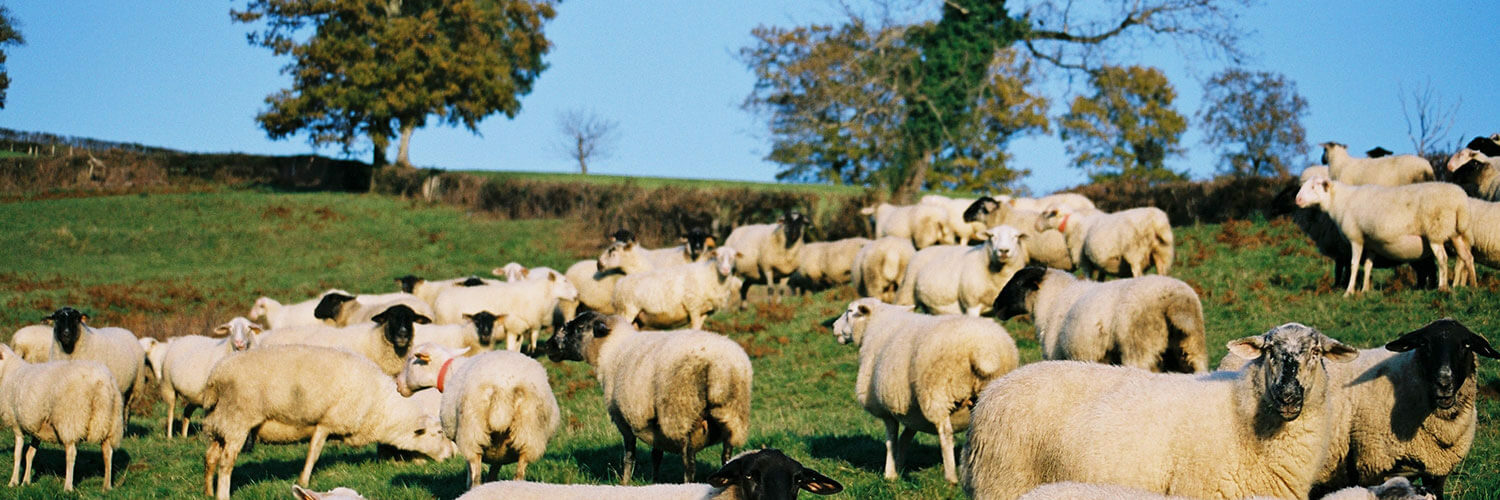 Métiers élevage ovin