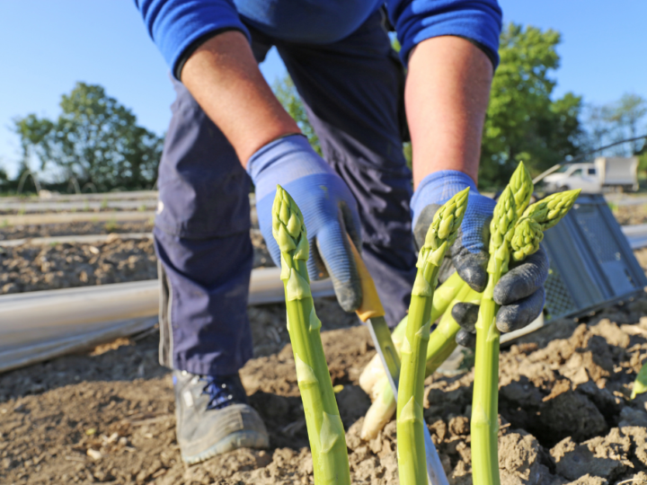 second exploitation asperge