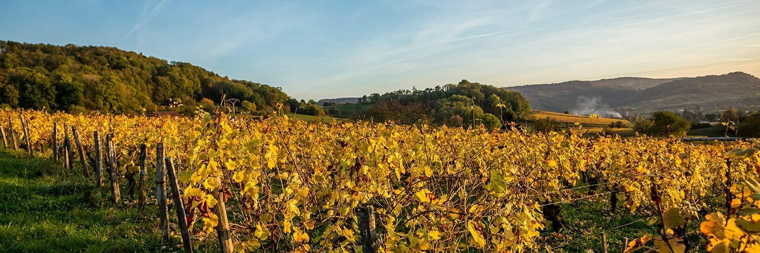 Hérault viticulture