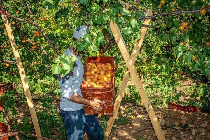 Cueillette des abricots en Occitanie