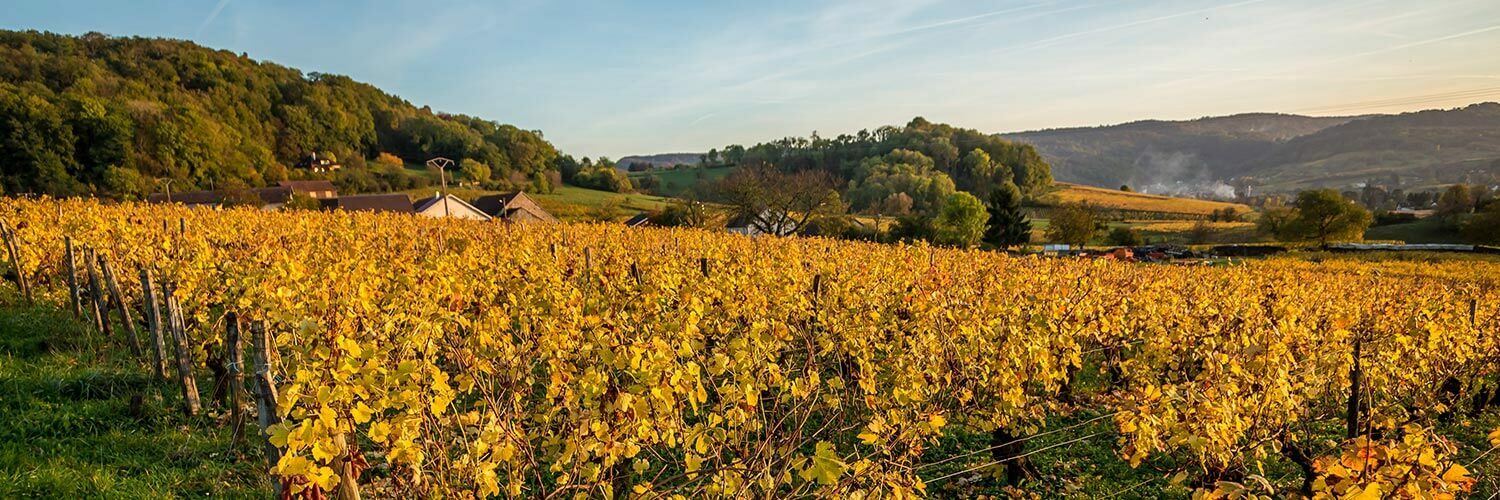 Occitanie Viticulture