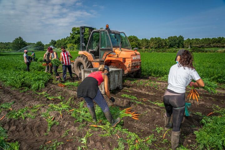 Travailleurs saisonniers dans les champs