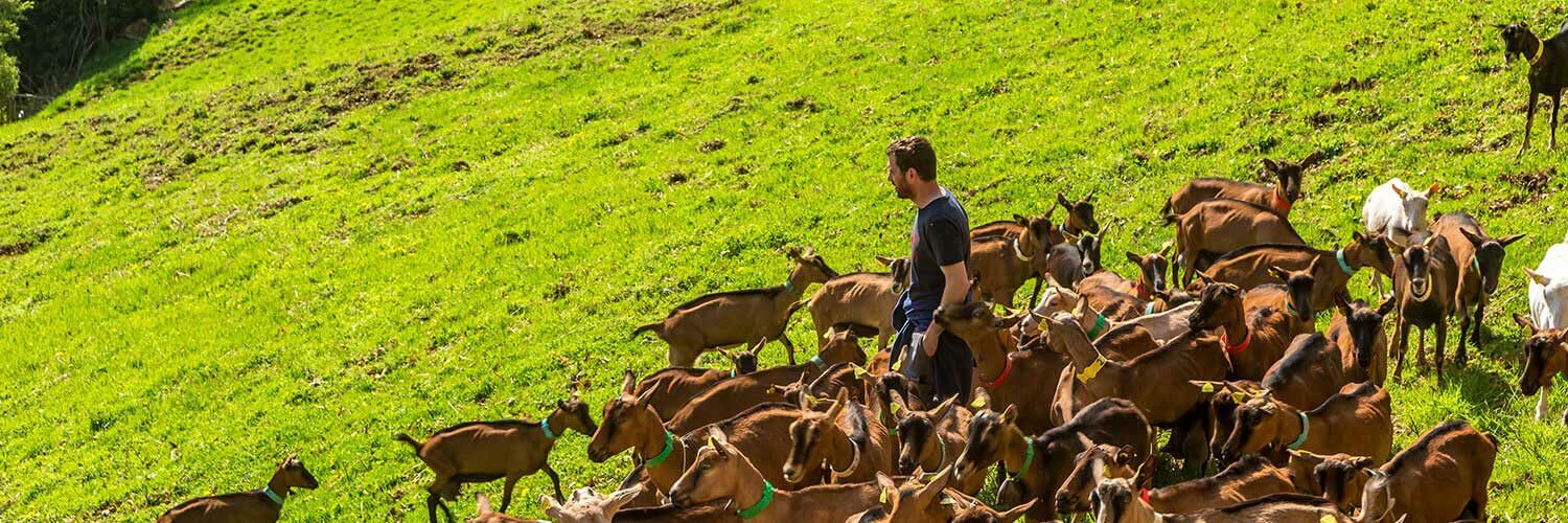 Métiers animaux d'élevage troupeaux