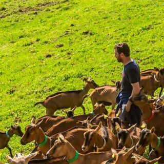 Métiers animaux d'élevage troupeaux