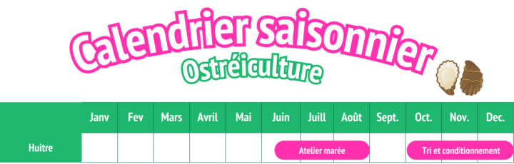 Calendrier saisonnier - ostréiculture