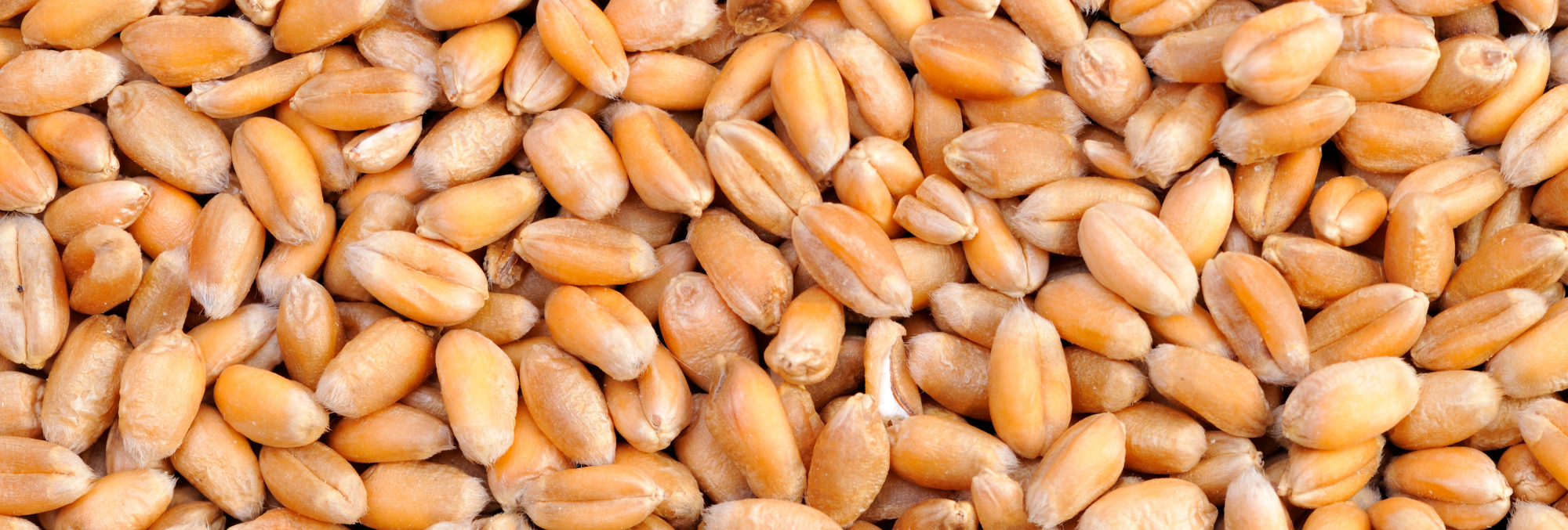 Le blé en France, tout savoir sur ce pilier de l'agriculture - ANEFA