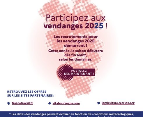 Comment participer aux vendanges en Bourgogne Franche-Comté ?