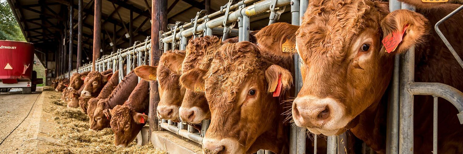 Mayenne élevage bovin viande