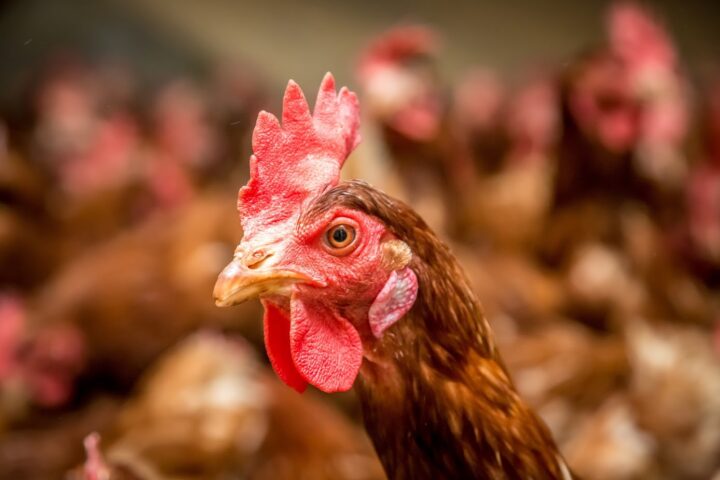 Aviculture en Finistère