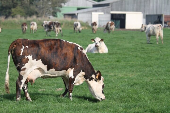 Elevage bovin laitier en Finistère