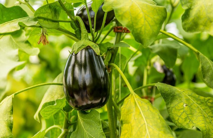 Morbihan maraîchage serre aubergne