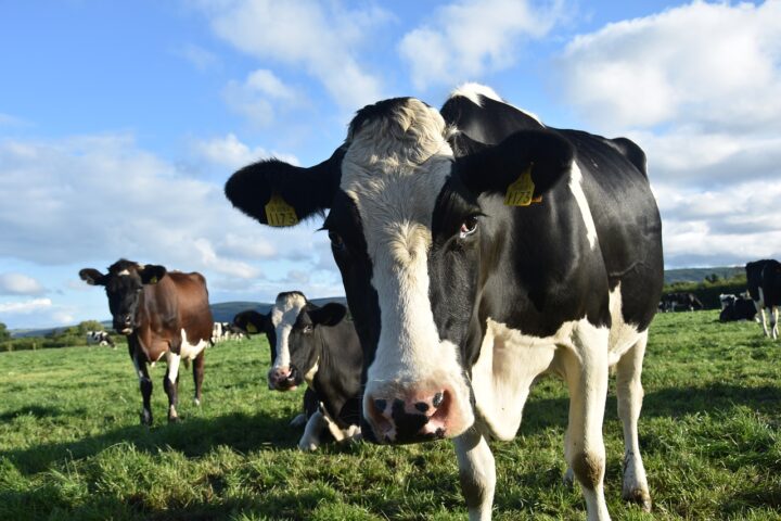 Photo vache agriculture