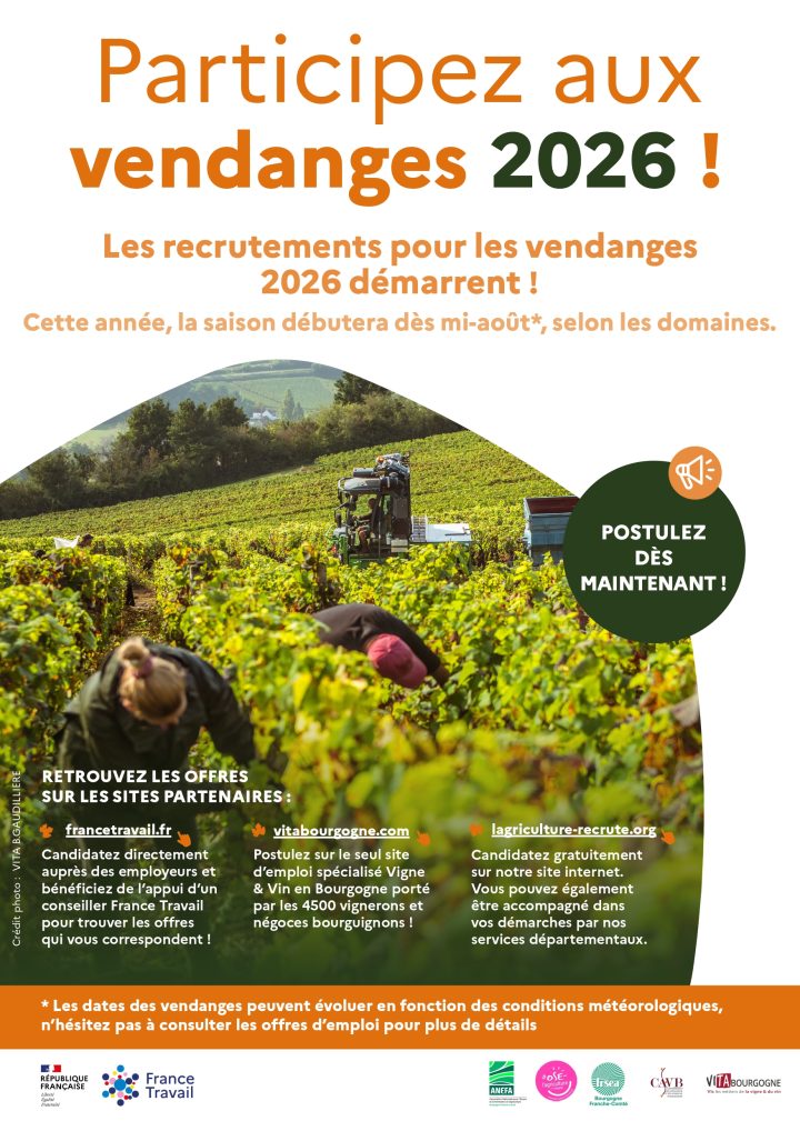 Venez faire les vendanges en Bourgogne-Franche-Comté ! De nombreux postes sont à pourvoir à partir de mi-août !