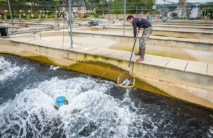 Auvergne Rhône Alpes Pisciculture