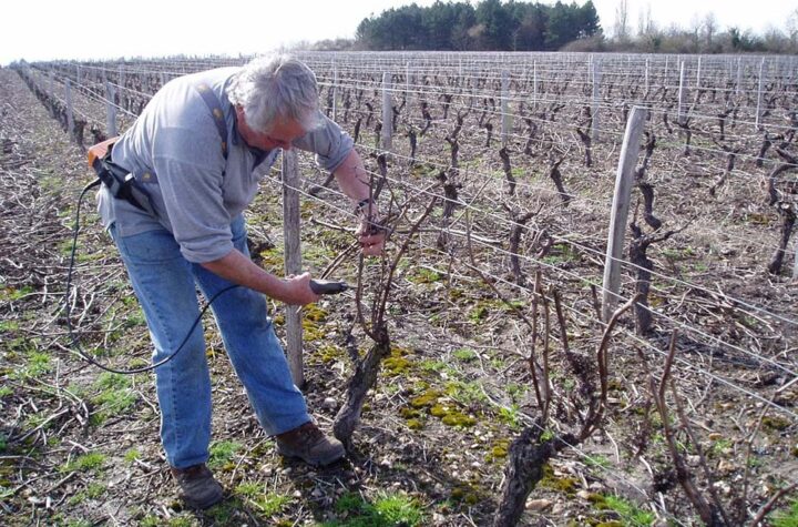 Taille des vignes