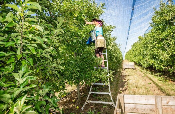 Gard Arboriculture