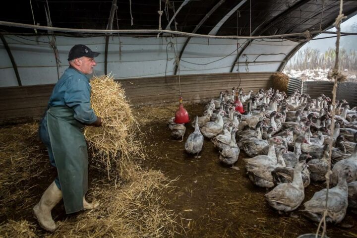 Élevage de canards