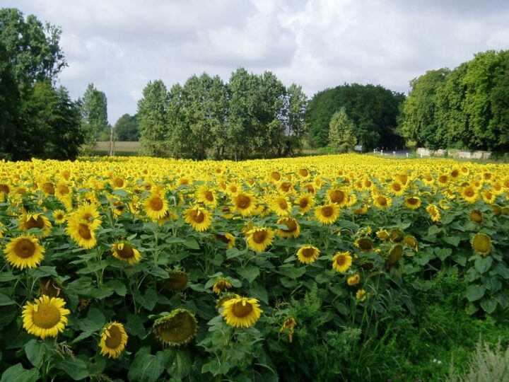 Tournesols