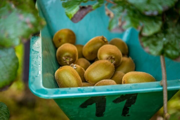 Kiwis