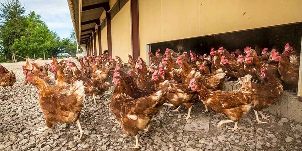 Landes Aviculture poulet