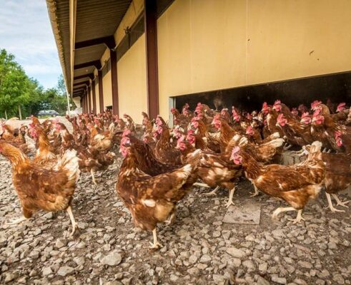 Landes Aviculture poulet