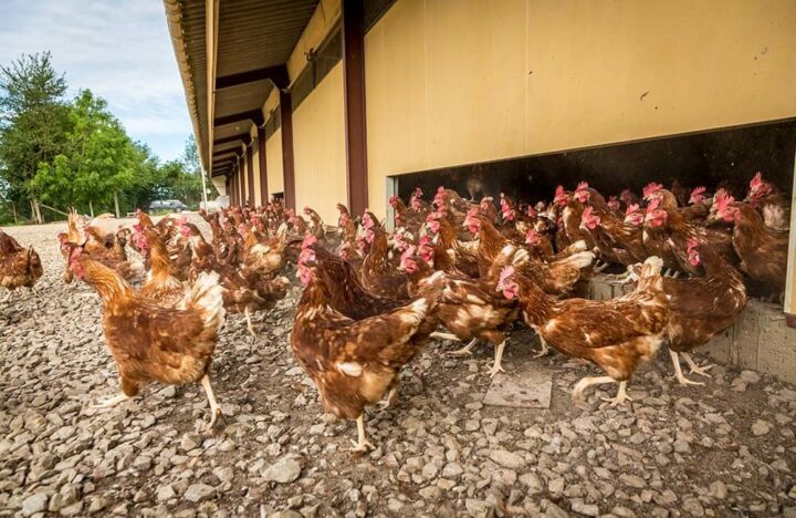 Landes Aviculture poulet