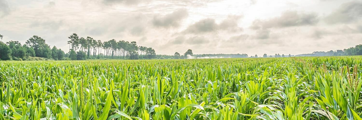 Landes grandes cultures maïs