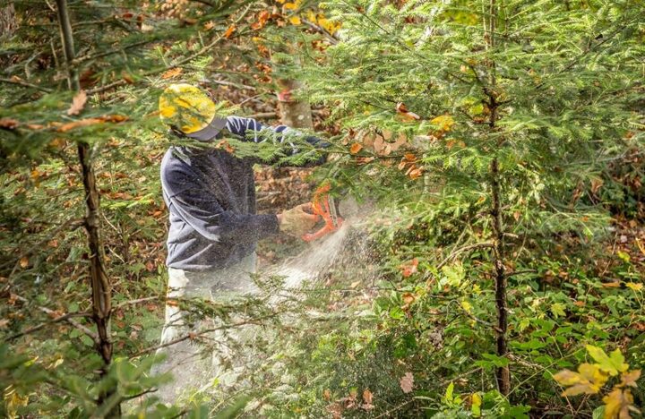 Landes Sylviculture