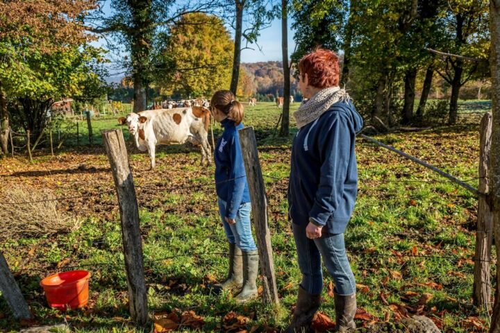 Bovins en plein air