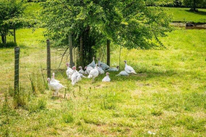 Aviculture