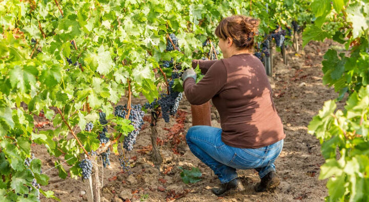 Vendanges