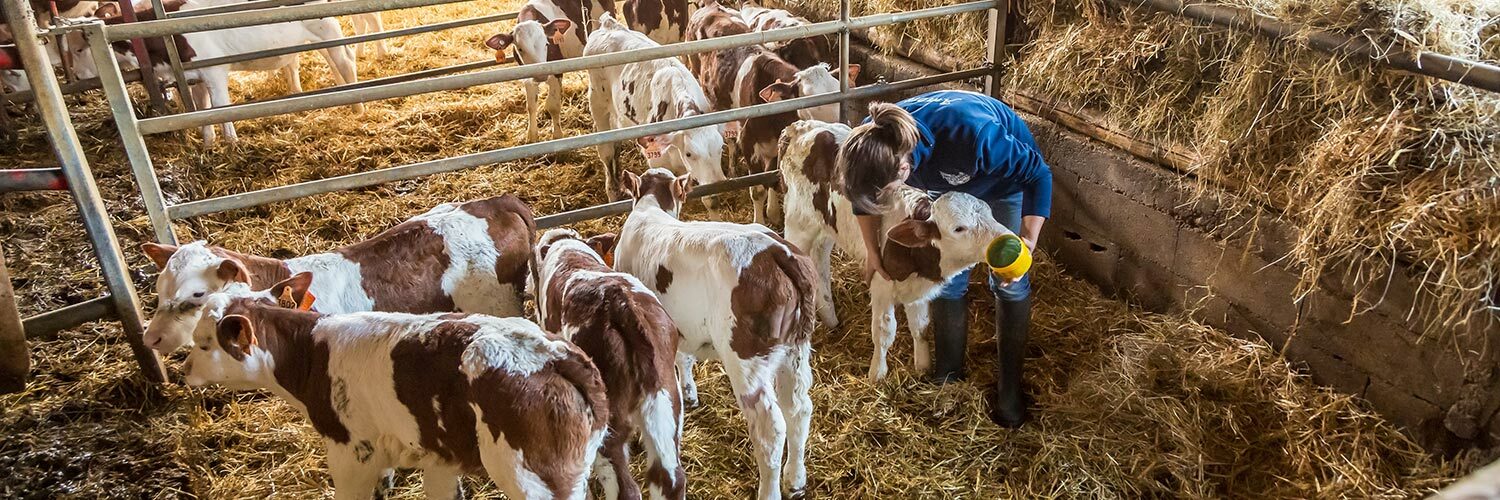 Pays de la Loire élevage bovin