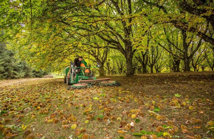 Limousin Arboriculture Châtaigne