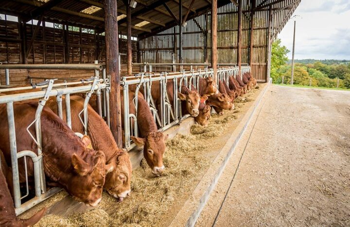 Limousin Elevage bovin viande