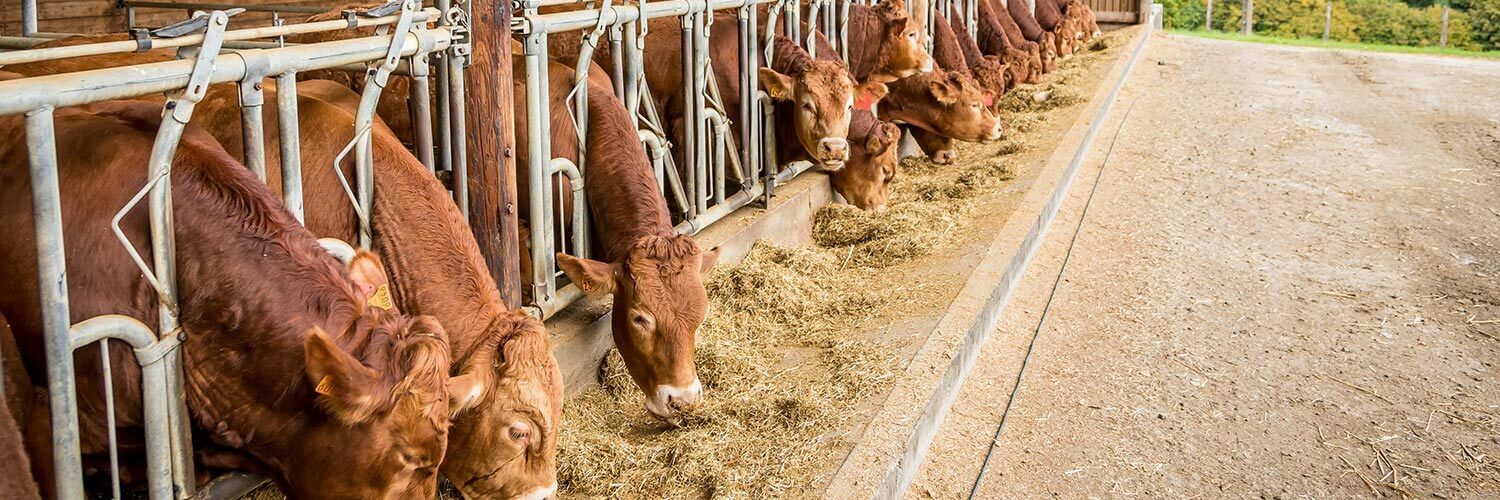 Limousin bovin viande