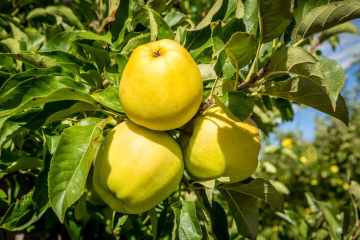 Cueillette des pommes