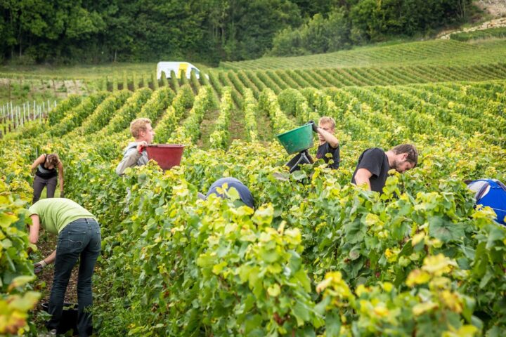 Les vendanges manuelles
