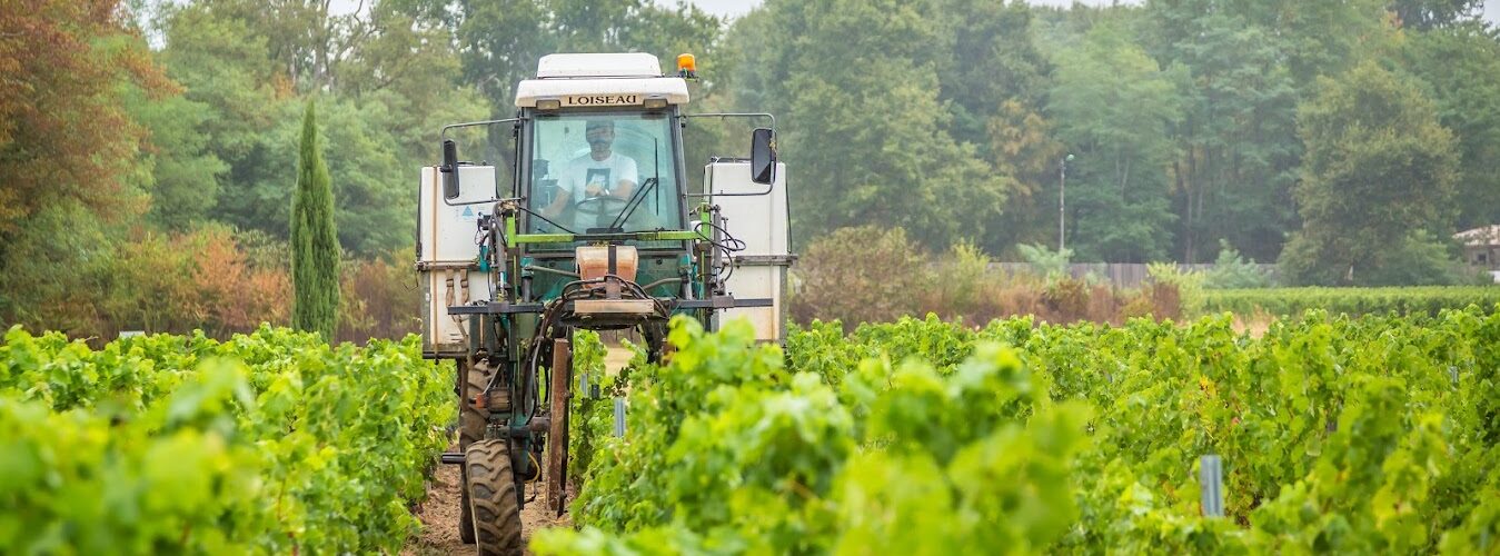 viticulture
