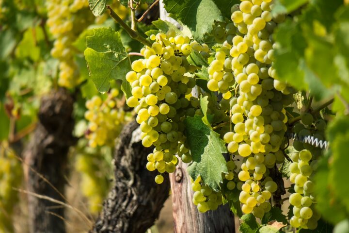 Vendanges Monbazillac