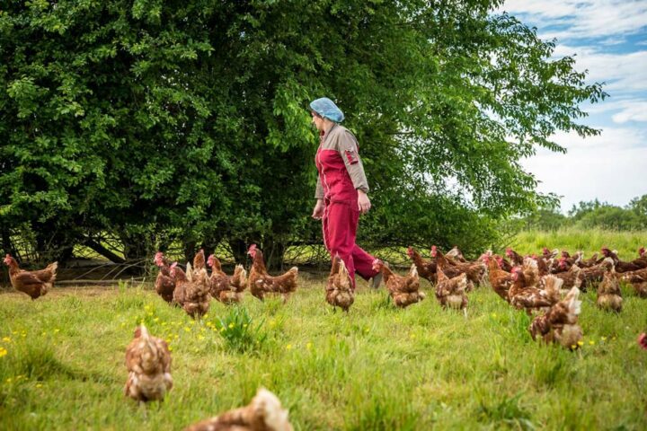 Aviculture dans le Gers