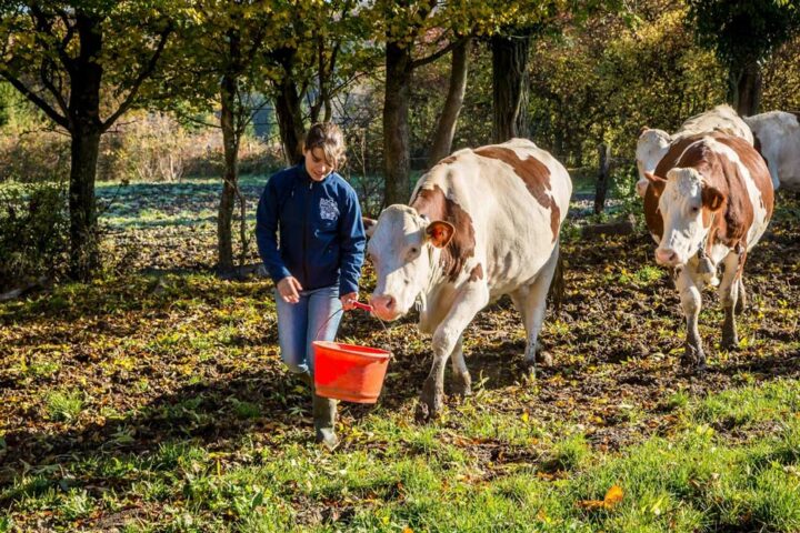 Elevage bovin dans le Gers